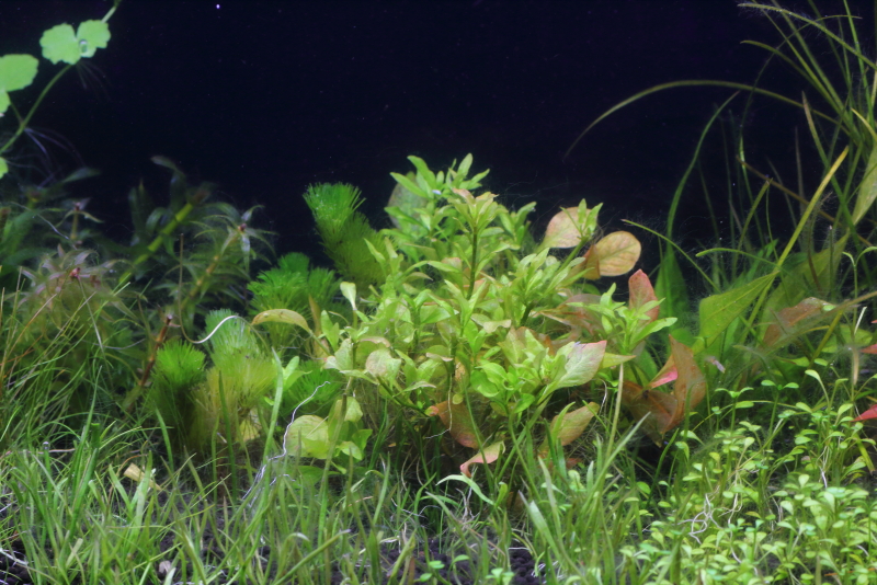 植栽から68日目